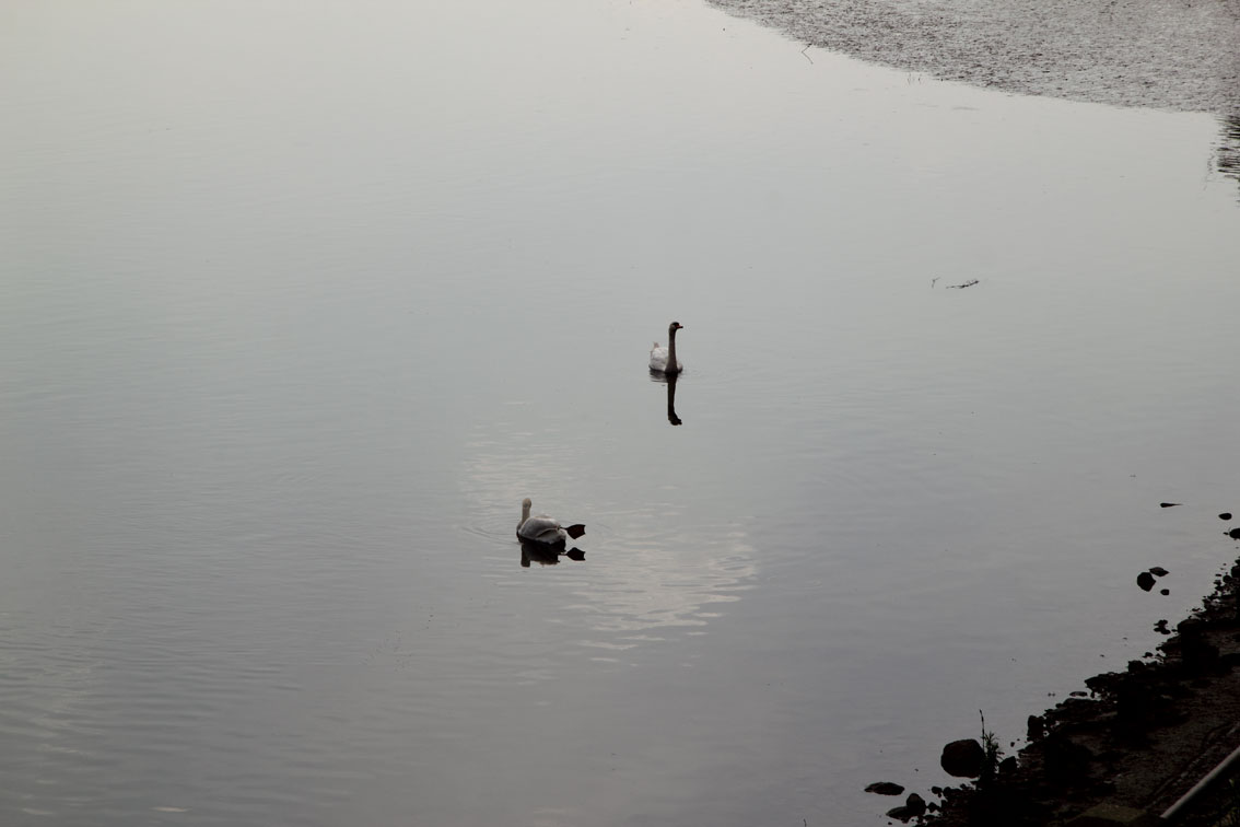 Cygnes gris